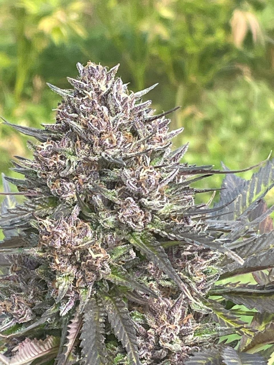 Sugar Plum Purple