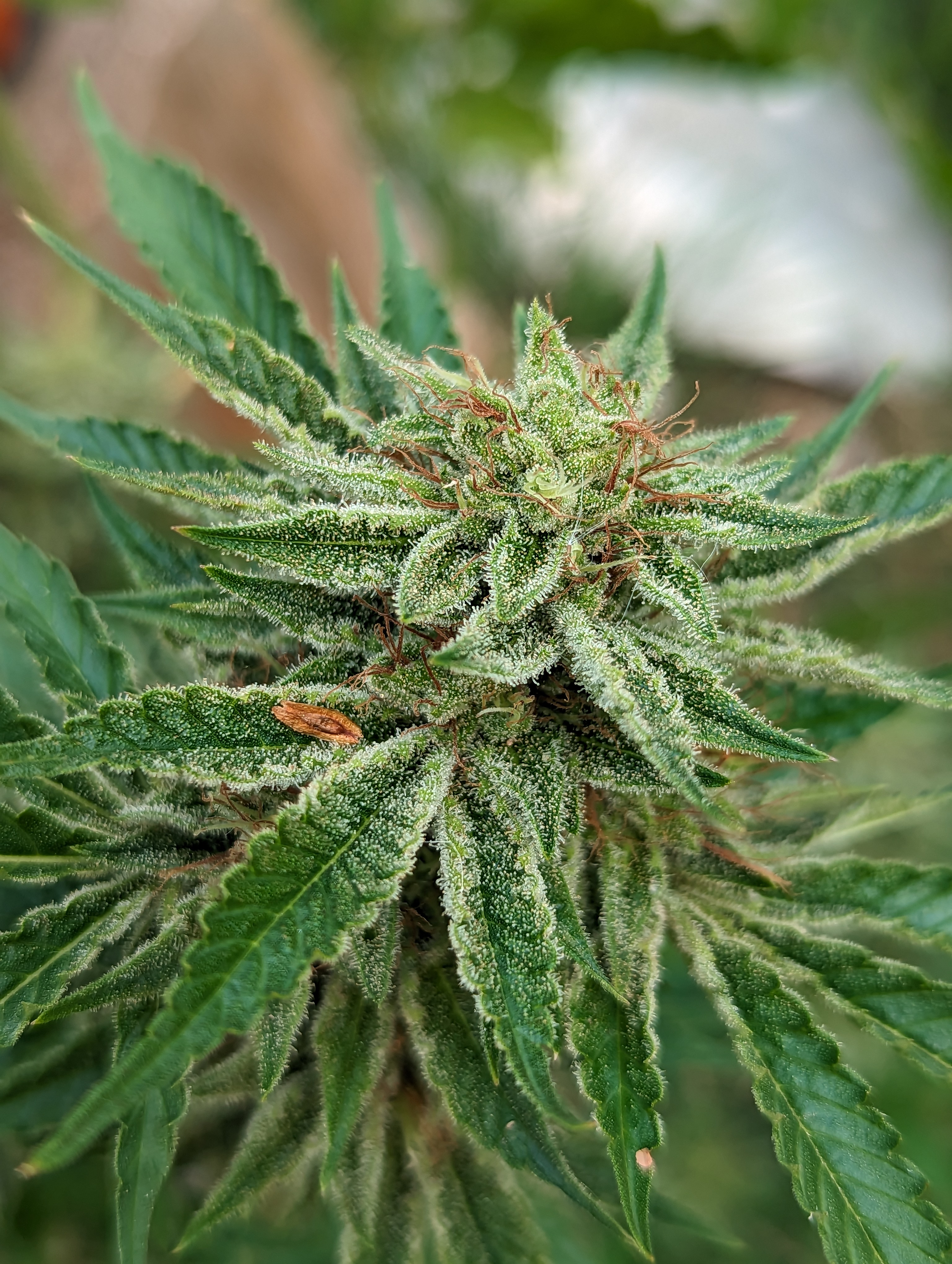 Northern Lights Auto