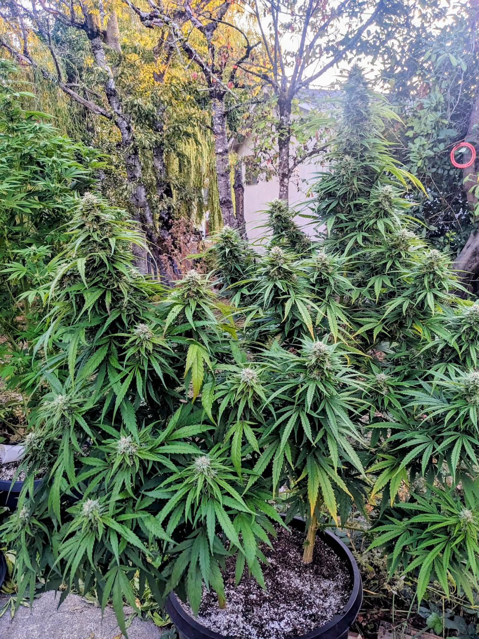 Backyard grow in Ladysmith BC