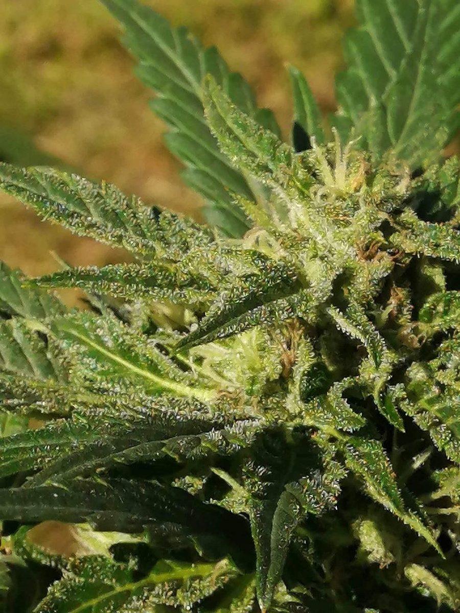 Bubblegum OG Auto outdoor grow