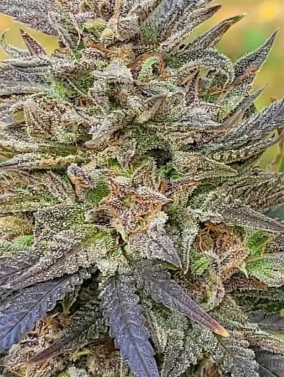 Bubblegum OG Autoflower