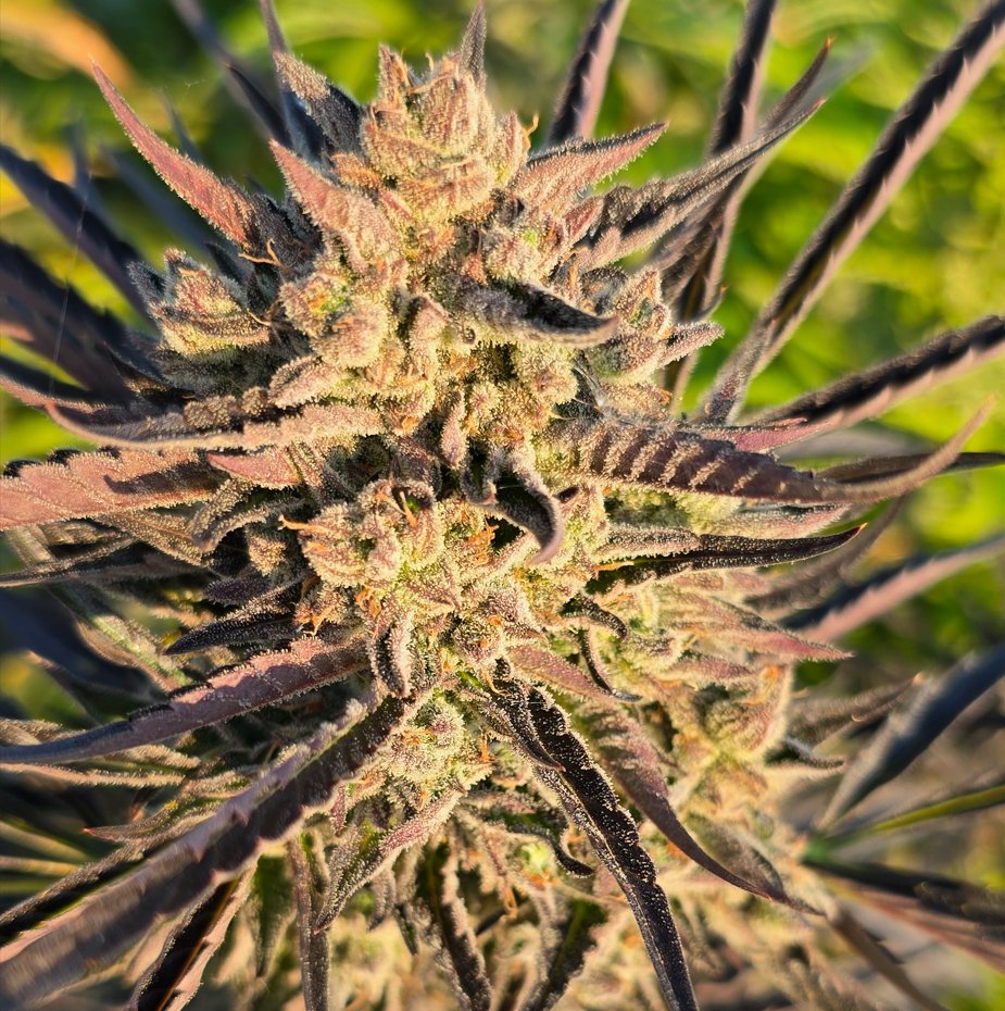 Frosted Fruit OG — Okanagan BC