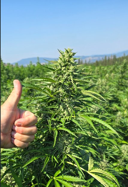 Frosted Fruit OG field — Okanagan BC