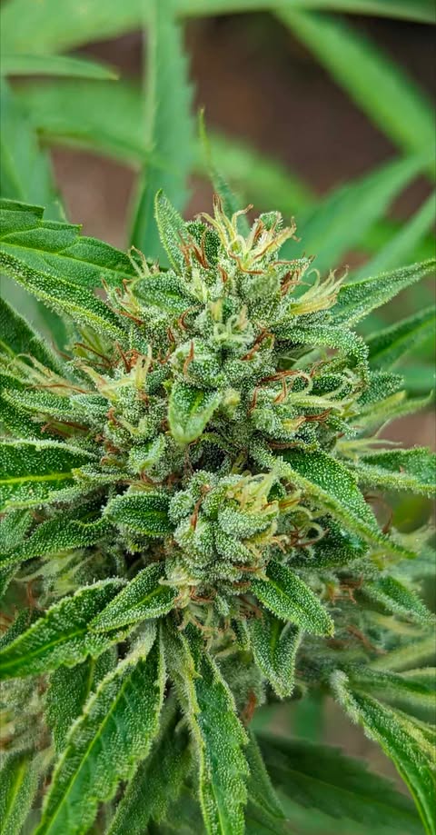 Cougar Claw Kush