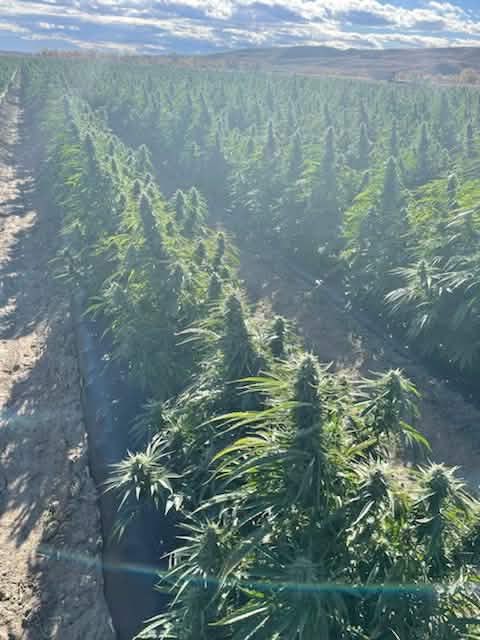 Seaberry outdoor grow